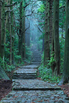 Kumano Nachi mountain daimon slope , Nachisan,Nachikatsuura, Wakayama,Higashimuro District, Wakayama,Wakayama Prefecture,Japan June 2011