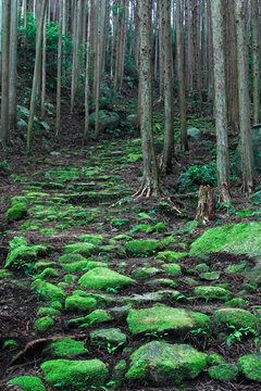 Kumano Kodo iseji Fong kamisaka pass cobblestone , Kumano city,Mie Prefecture,Japan June 2011