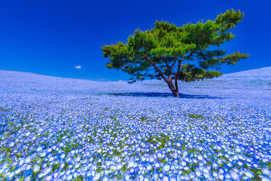 Nemophila in Hitachi-Seaside Park , Japan,Ibaraki Prefecture,Hitachinaka April 2021