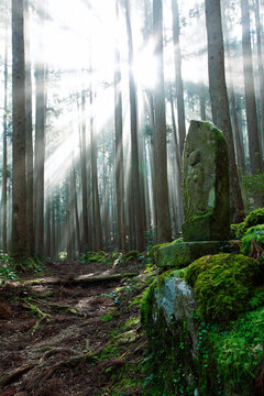 Kumano Kod? shrouded in fog , Shingu, Wakayama,Wakayama Prefecture,Japan October 2011