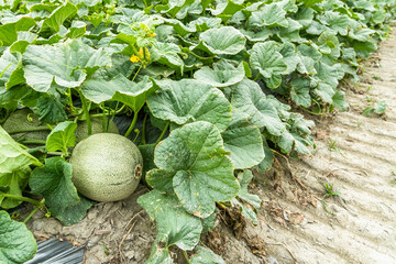 Close-up of cantaloupes growing in farmland in Yunlin, Taiwan.