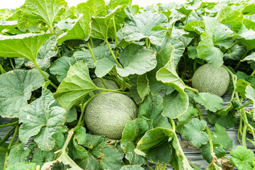 Close-up of cantaloupes growing in farmland in Yunlin, Taiwan.