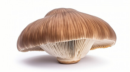 Royal Brown champignon isolated on white background.




 - obrazy, fototapety, plakaty