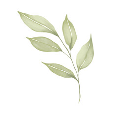 Watercolor illustration of green branch with leaves