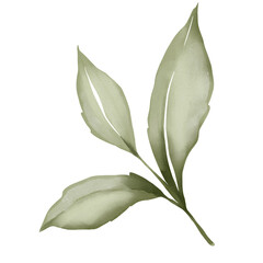Watercolor illustration of green branch with leaves