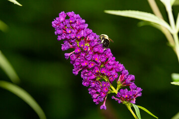 Bumblebee on purple flowers of butterfly bush in Connecticut.
