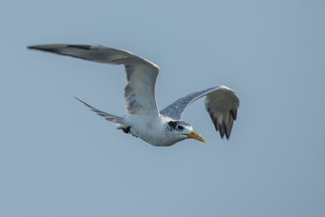 Juvenile greater crested tern bird thalasseus bergii flying with flat sky background