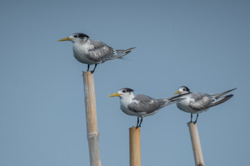 a group of greater crested tern birds, Thalasseus bergii, perching on bamboo with flat sky background