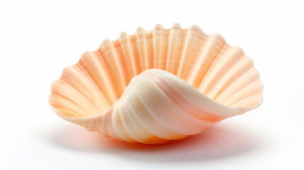 Sea shell