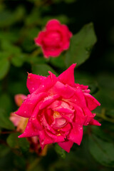 Two orange rose flowers with raindrops in a Connecticut garden.