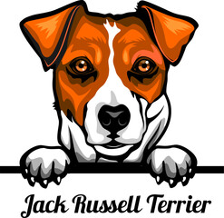 Jack Russell Terrier - Color Peeking Dogs - breed face head isolated on white