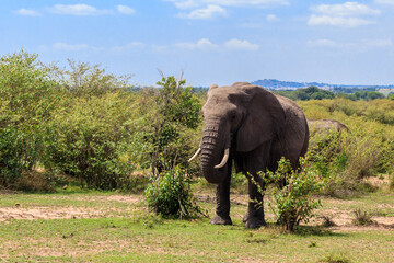 African elephant in savanna in Serengeti National park in Tanzania