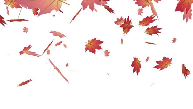 maple autumn leaves background with transparent background