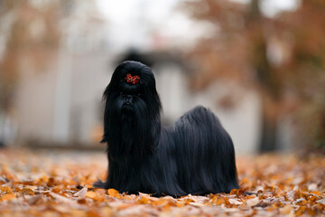 Amazing black Shih Tzu dog breed portrait in autumn time  - obrazy, fototapety, plakaty