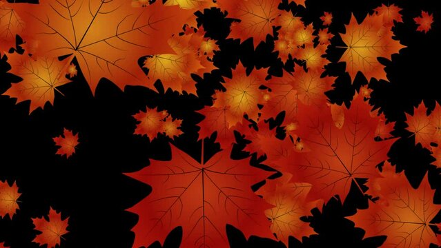 maple autumn leaves background with transparent background