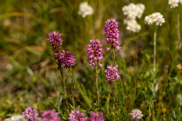 Spike Heath (Bruckenthalia spiculifolia) in natural habitat