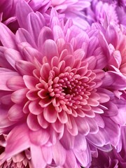 Close up purple, pink chrysanthemum petals