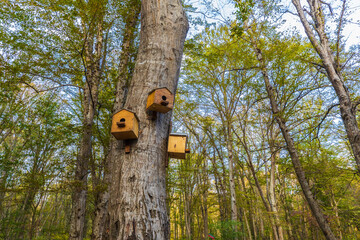 Birdhouses on a tree in the autumn forest