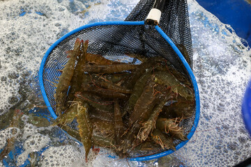 a live shrimp Korea fish market