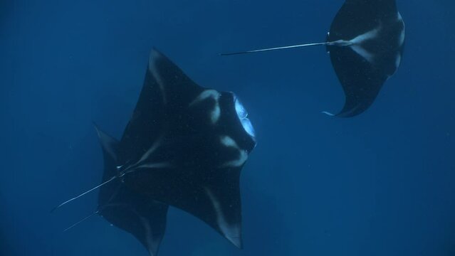 Three huge Manta Rays swim below viewer feeding in open blue water