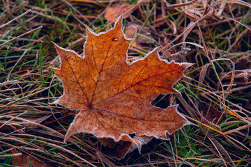 Naklejka na ściany i meble Autumn maple leaf in white frost on the ground. Late fall
