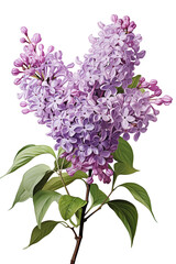 Obraz premium Lilac or Syringa flower in purple, transparent background