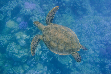 swimming sea turtle in clear blue water over a coral reef in egypt
