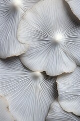 A Close-Up Look at Nature's Wild Mushroom Art