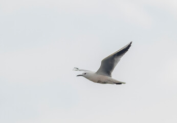 Slender-billed Gull (Chroicocephalus genei) in flight
