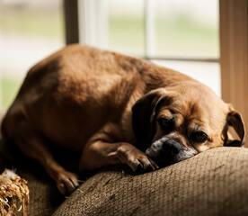 Brown Puggle dog sleeping on couch