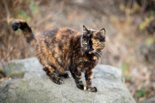 Stray cat outdoor portrait. Selective focus.