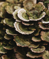 Close up of layers of turkey tail mushrooms growing outside.