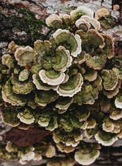 Close up of turkey tail mushroom fungus growing on log.