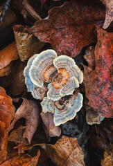 Top view of turkey tail mushroom surrounded by fallen leaves.