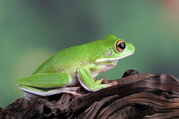 white-lipped tree frog sitting on wood