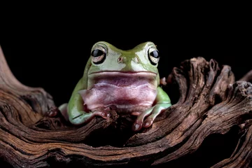  Dumpy frog sitting on wood © Cavan