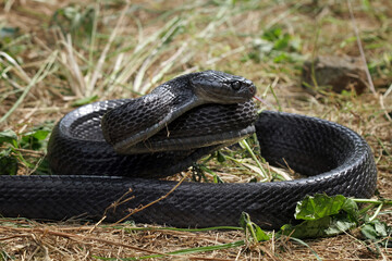 mangrove snake black boiga ready to attack