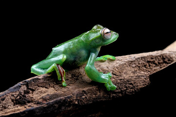 Jade tree frog isolated on black