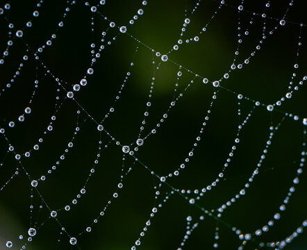 Close up macro image of spider web covered in water droplets.