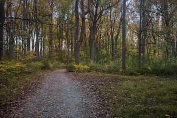 Fototapeta na wymiar Leaf-covered path through woods at peak fall color.