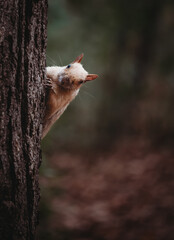 Albino white squirrel peeking around a tree trunk in the forest.