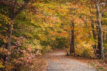 Leaf-covered path through woods at peak fall color.