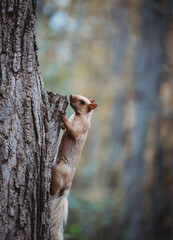 Albino white squirrel climbing the side of a tree in the forest.