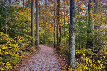 Leaf-covered path through woods at peak fall color.