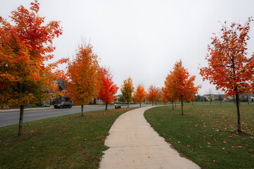 Colorful tree lined pathway in suburban neighborhood on autumn day.