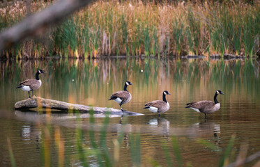 Canada geese on a log in a pond surrounded by tall grasses.
