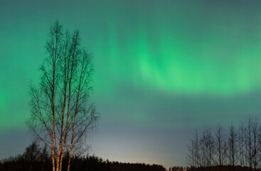 northern lights are visible in the sky above trees