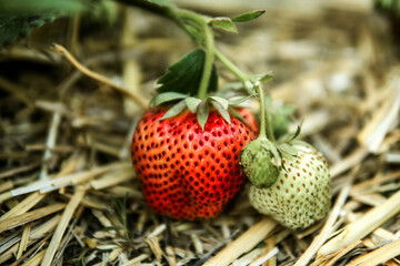 Close-up of strawberry growing on plant