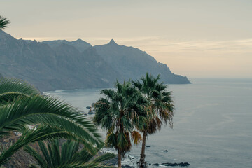 Cliffs and palm trees in the north of Tenerife