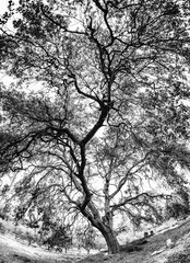 Monumental oak tree in black and white